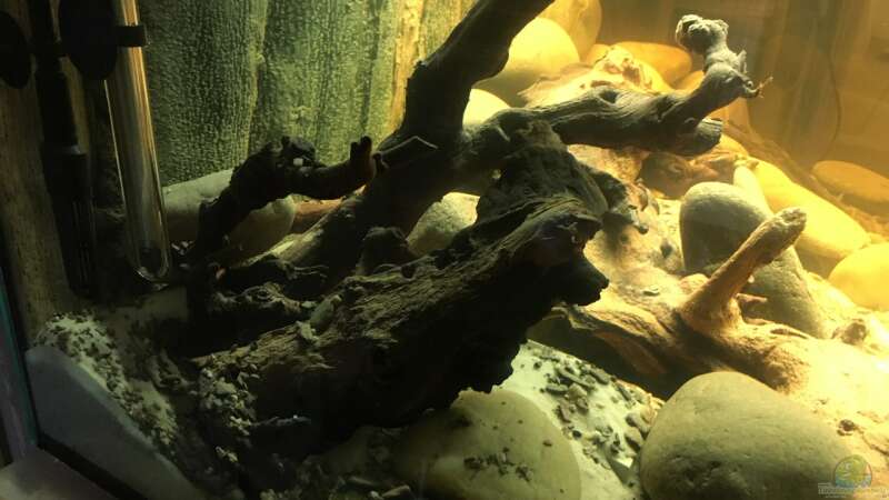 Aquarium Rio Xingu - L-Welse Artenbecken (Einlaufphase) von flip (2)