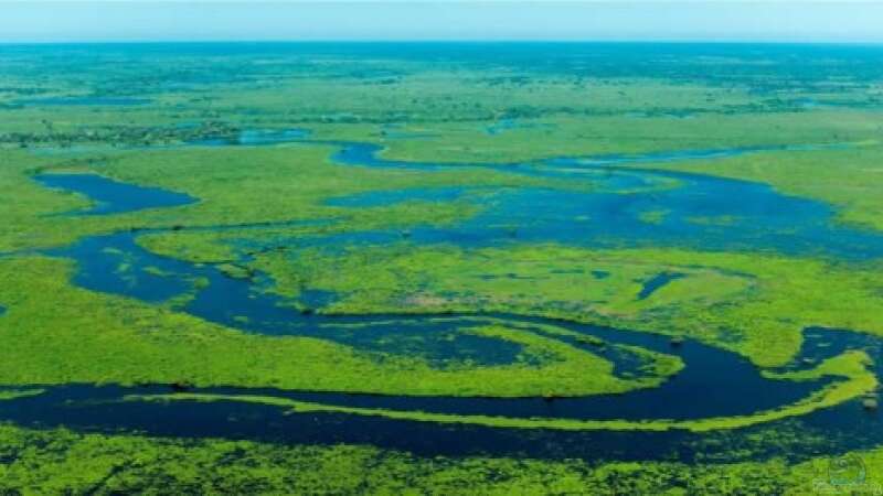 Das Pantanal-Feuchtgebiet in Brasilien ist der Ursprung meiner Inspiration von Berlin42 (2)