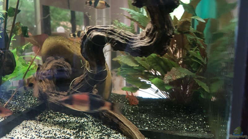 Haludaria fasciata im Aquarium halten (Einrichtungsbeispiele für Glühkohlenbarben)