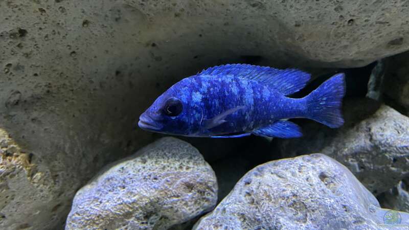 Besatz im Aquarium blue malawi (wurde aufgelöst) von AW. (15)