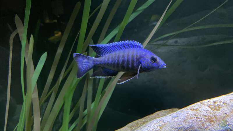 Besatz im Aquarium blue malawi (wurde aufgelöst) von AW. (16)