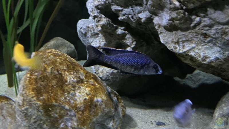 Besatz im Aquarium blue malawi (wurde aufgelöst) von AW. (26)