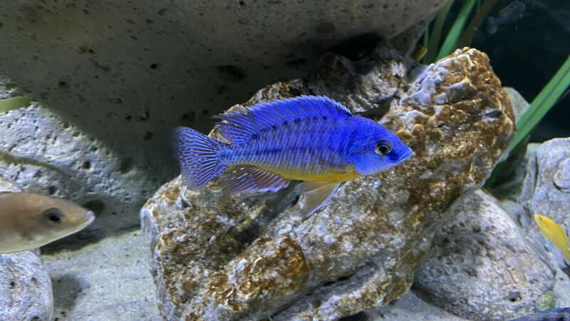 Besatz im Aquarium blue malawi (wurde aufgelöst) von AW. (28)