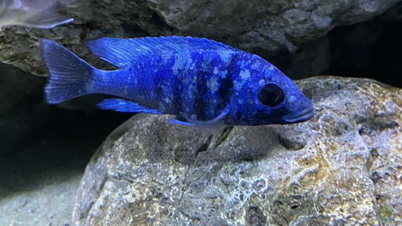 Besatz im Aquarium blue malawi (wurde aufgelöst) von AW. (33)