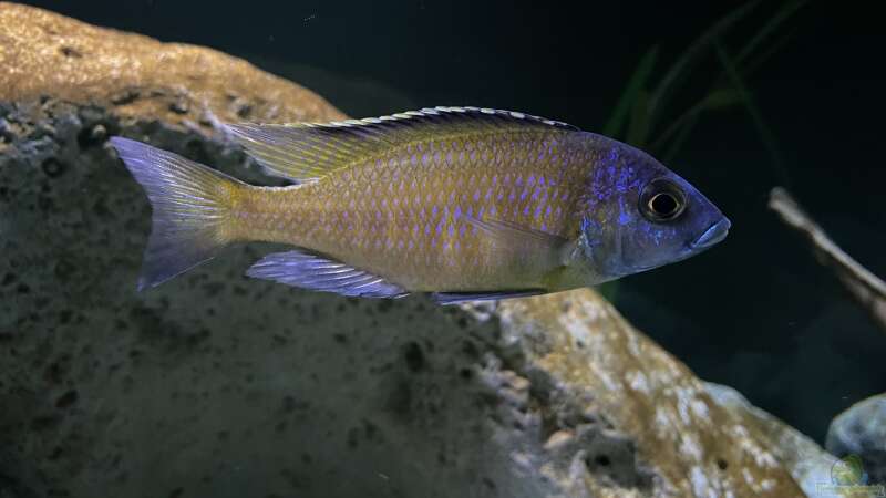 Aquarien mit Placidochromis mbamba bay  - Placidochromis-mbamba-bayaquarium