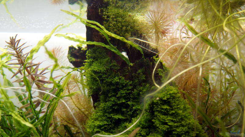 Pflanzen im Aquarium Elysion von Micha... (31)