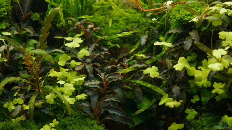 Pflanzen im Aquarium Elysion von Micha... (36)