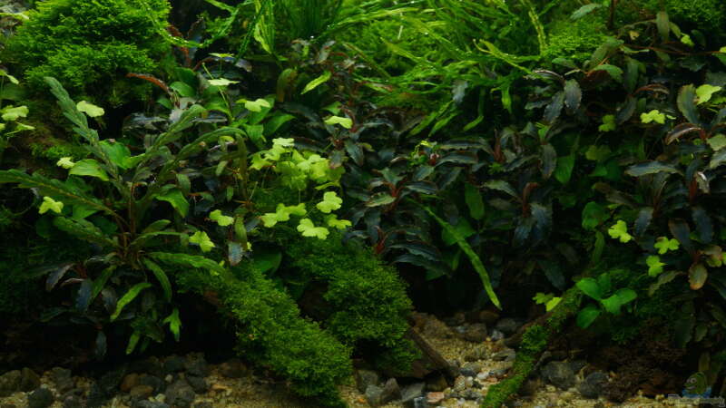 Pflanzen im Aquarium Elysion von Micha... (38)