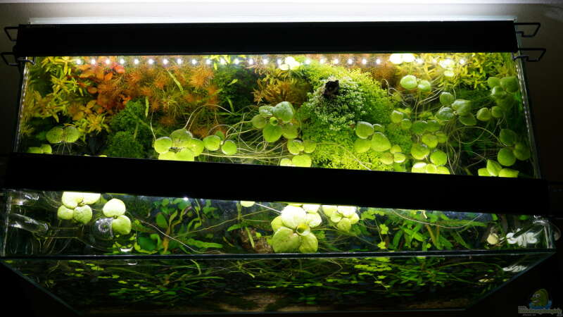 Pflanzen im Aquarium Elysion von Micha... (44)