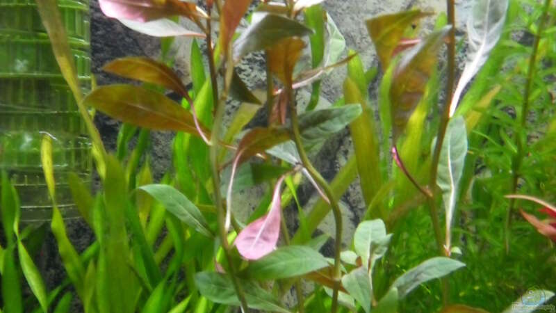 Aquarien mit Ludwigia glandulosa (Rote Stern-Ludwigie)