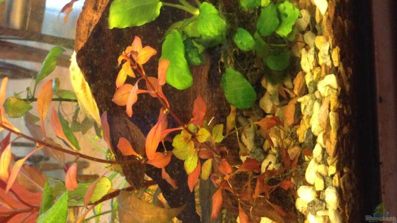 Pflanzen im Aquarium Becken 33922 Ceylons Raumteiler von Ceylon (21)