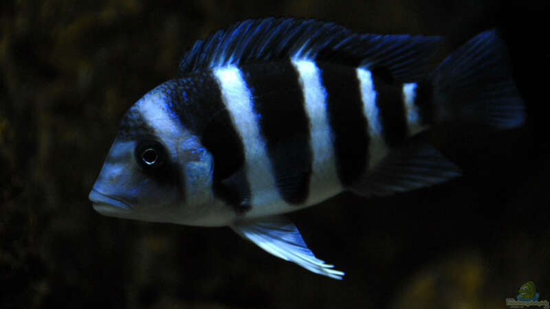 C. gibberosa ´Mikula´ small fish von Björn (Slavi) (13)