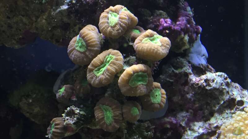 Caulastrea Koralle  von Bob Embasch (11)