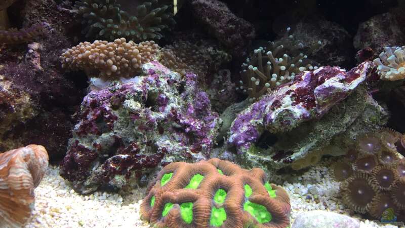 Favites Koralle mit einer Euphyllia glabrescens  von Bob Embasch (10)