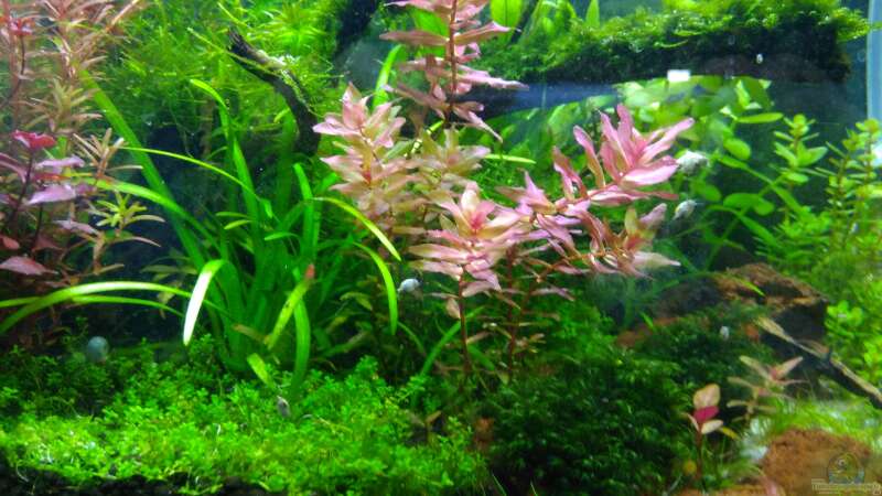 Aquarium Garnelen-Dschungel- let it grow von Shiro13 (3)