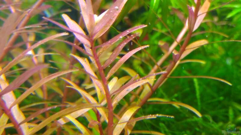 Aquarium Garnelen-Dschungel- let it grow von Shiro13 (4)