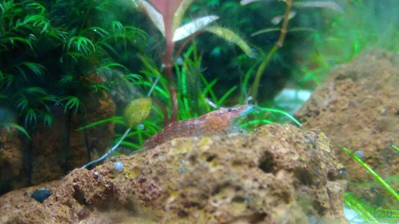 Aquarium Garnelen-Dschungel- let it grow von Shiro13 (8)