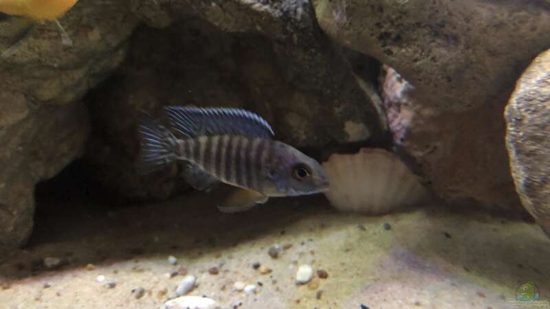 Besatz im Aquarium Malawi NonMbuna von Charmin (25)