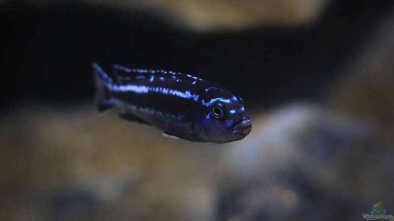 Einrichtungsbeispiele mit Melanochromis maingano / cyaneorhabdos (Einrichtungsbeispiele für Stahlblauer Maulbrüter)  - Mainganoaquarium