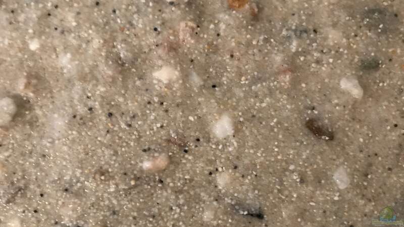 Sand mit Kies gemischt von Raven887 (21)