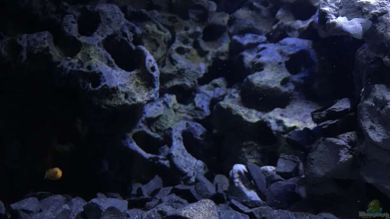 Aquarium Mbuna Becken von Taucher Wachs (43)