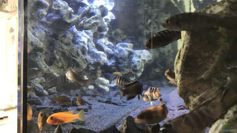 Aquarium Mbuna Becken von Taucher Wachs (48)