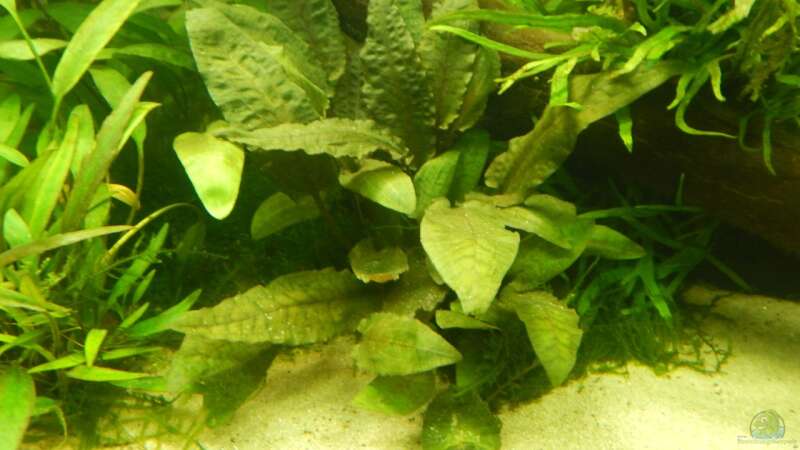 Pflanzen im Aquarium Wohnzimmerteiler von Merotheq (41)