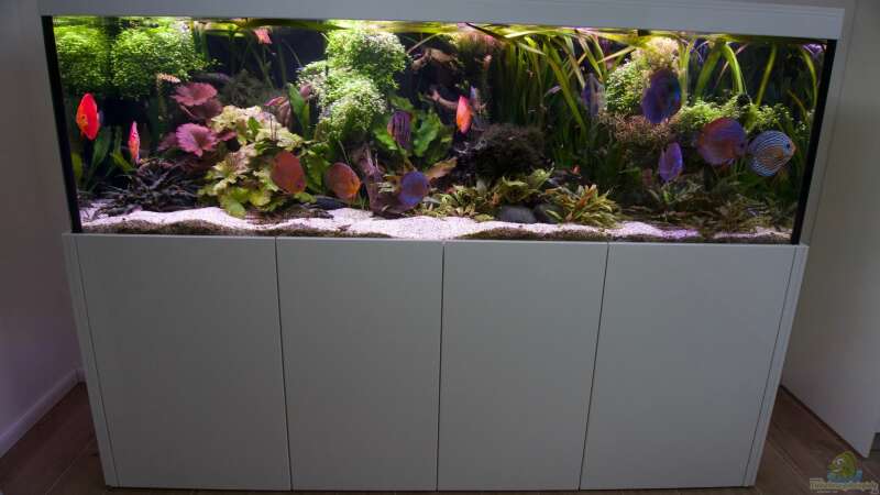 Aquarium Bunte Diskus und vielfältige Bepflanzung von Alexander Bienefeld (3)