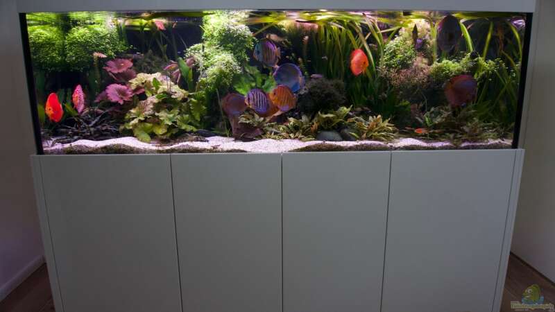 Frontalansicht des Aquariums in der Küche. von Alexander Bienefeld (1)