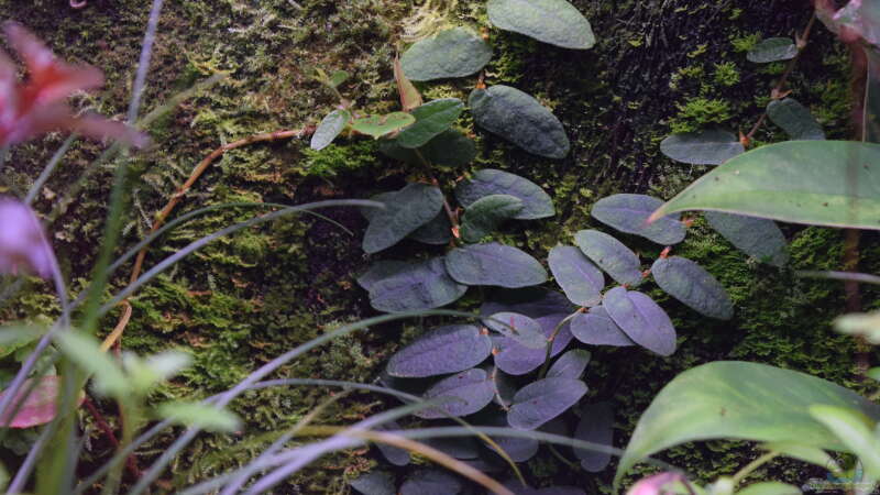 Ficus punctata Panama von Junglist (22)