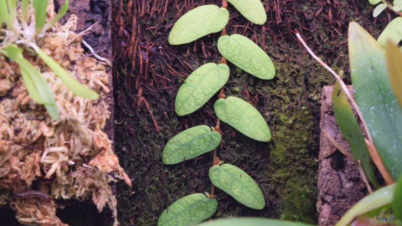 Ficus spec. Borneo von Junglist (47)