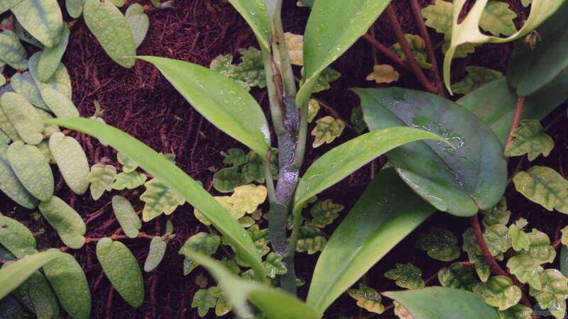 Philodendron spec. Peru von Junglist (41)