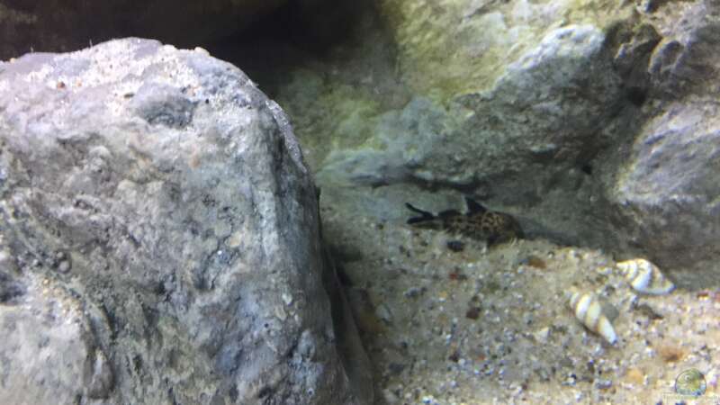 Aquarium Malawi Geröllzone von Lippi (7)