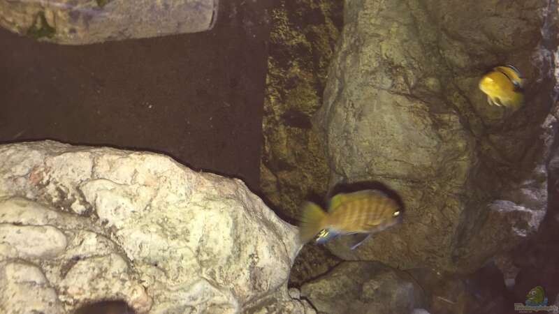 Besatz im Aquarium Malawi Geröllzone von Lippi (35)