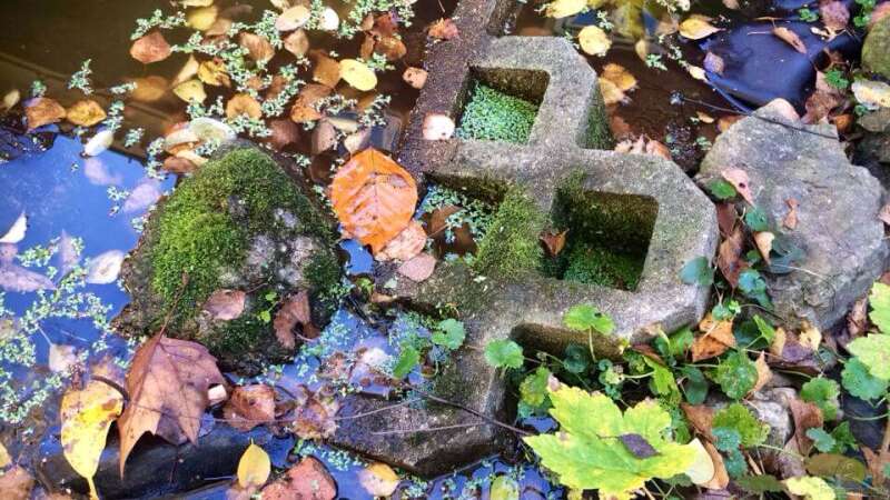 Herbst - mit Moos bewachsene Steine am Teich-Rand... von Helga Kury (4)