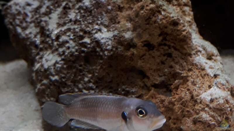 Besatz im Aquarium Tanganjika 125 von NiRo (36)