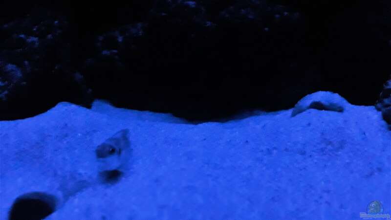 Ein Weibchen vor der Bruthöhle bei Mondlicht von NiRo (38)