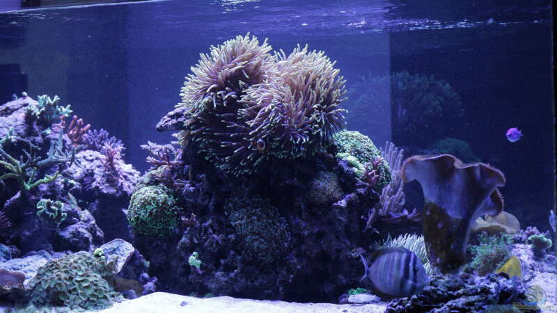 Aquarium Meerwasseraquarium von Hippi013 (10)