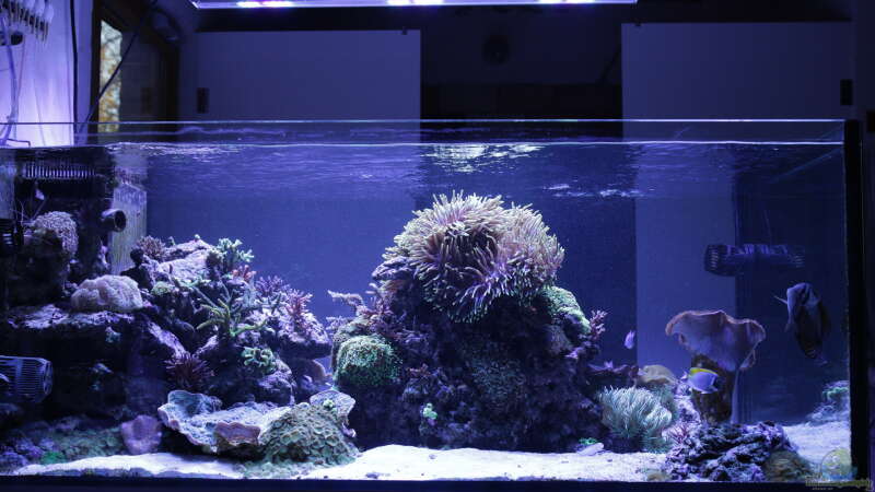 Aquarium Meerwasseraquarium von Hippi013 (12)