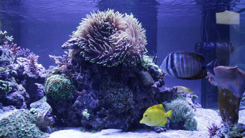 Aquarium Meerwasseraquarium von Hippi013 (13)