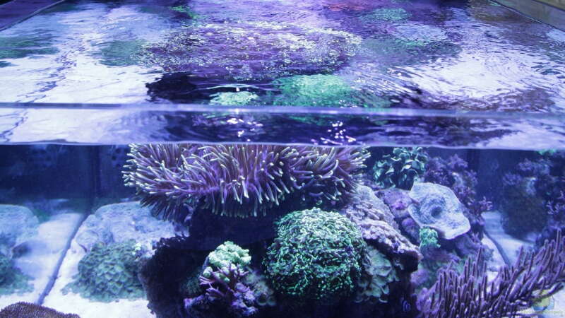Aquarium Meerwasseraquarium von Hippi013 (14)