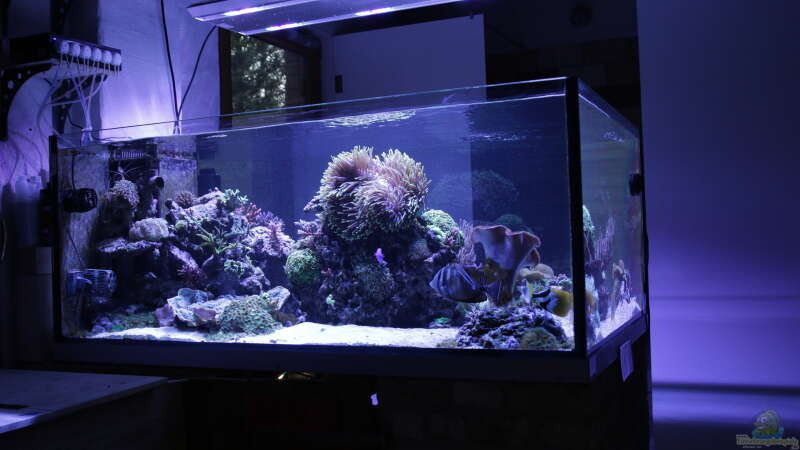 Aquarium Meerwasseraquarium von Hippi013 (15)