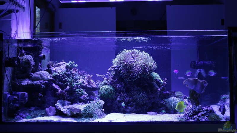 Aquarium Meerwasseraquarium von Hippi013 (16)