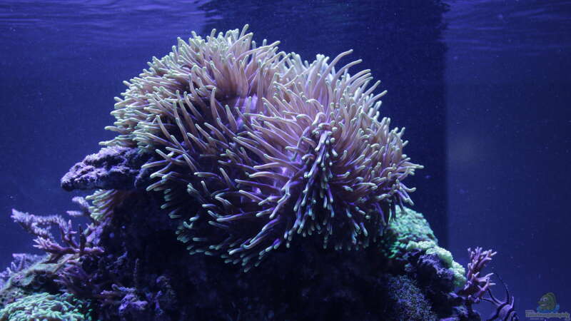 Aquarium Meerwasseraquarium von Hippi013 (17)