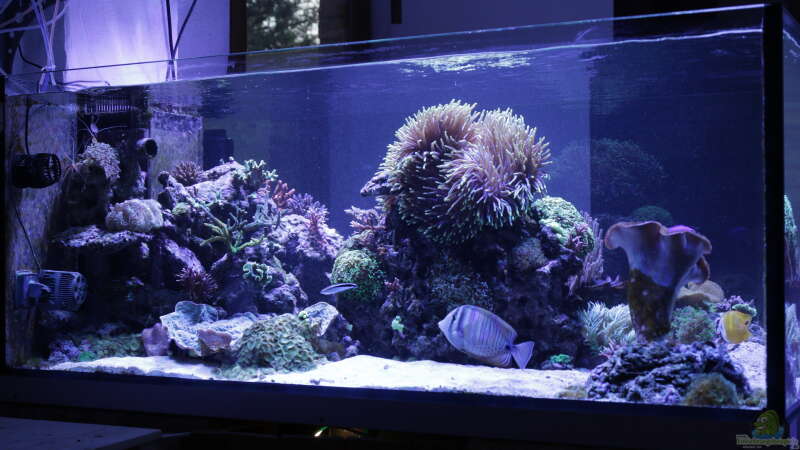 Aquarium Meerwasseraquarium von Hippi013 (18)