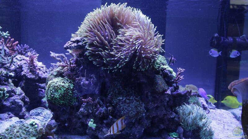 Aquarium Meerwasseraquarium von Hippi013 (19)