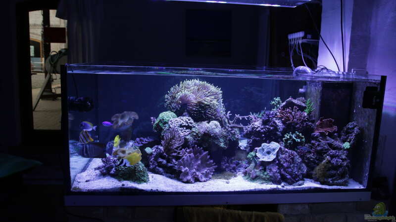Aquarium Meerwasseraquarium von Hippi013 (21)
