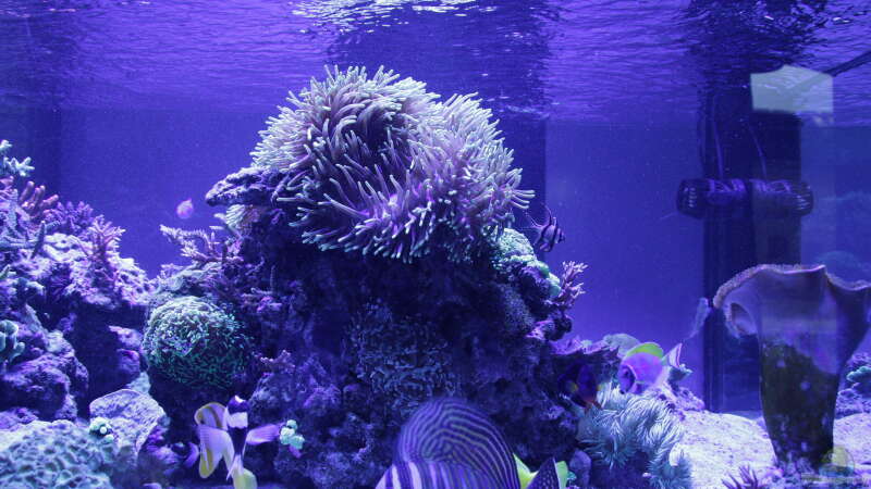 Aquarium Meerwasseraquarium von Hippi013 (22)