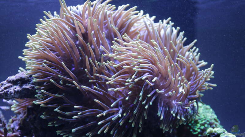 Aquarium Meerwasseraquarium von Hippi013 (23)