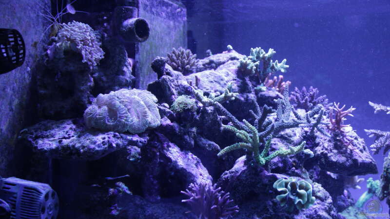 Aquarium Meerwasseraquarium von Hippi013 (3)